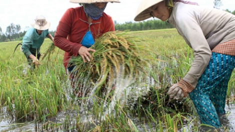 Ngành thủy lợi ứng phó với biến đổi khí hậu. (05/01/2016)
