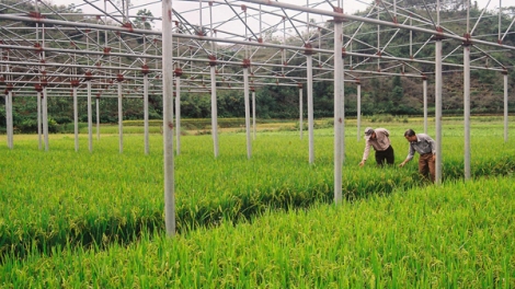 Thực phẩm an toàn: Đẩy mạnh sản xuất sạch bằng liên kết chuỗi. (09/01/2016)