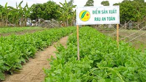 Làm sao để có rau an toàn? (31/3/2016)