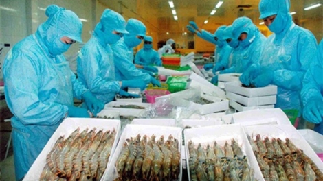 Thủy sản xuất khẩu bị trả về: Hậu quả của lối làm ăn tùy tiện.(22/12/2015)