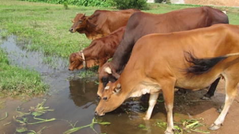 Phòng bệnh cho trâu bò trong thời điểm giao mùa. (17/02/2016)