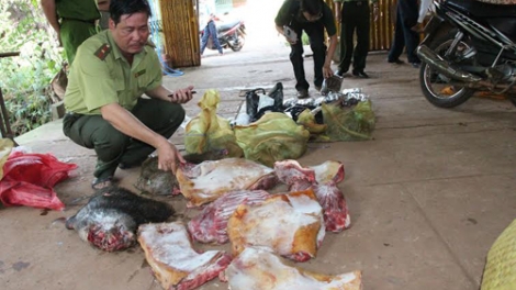 Pháp luật và đời sống ngày 30/12/2014: Tận diệt thú rừng do buông lỏng quản lý tại tỉnh Bình Phước - Trên chống, dưới tiếp tay.