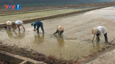 Khát vọng lúa lai