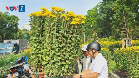 Hoa Tết ở TPHCM giá rẻ nhưng rất ít người mua