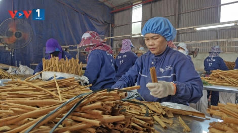 Mùa xuân no ấm trên vùng Quế Văn Yên