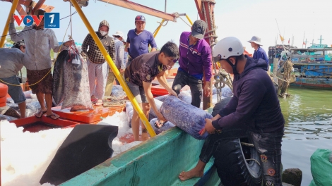 Ngư dân Cà Mau “hái lộc” từ chuyến biển xuyên Tết