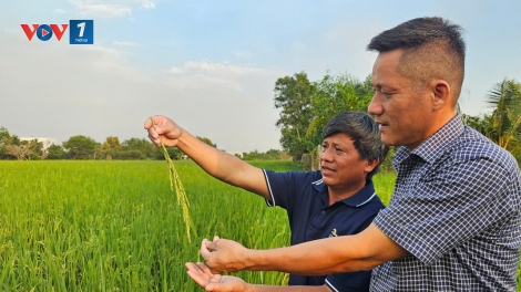 Đầu Xuân, nông dân Bình Chánh kể chuyện làm nông nghiệp bền vững