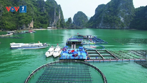 Khai thác tiềm năng từ mô hình nuôi biển kết hợp du lịch (26/02/2025)
