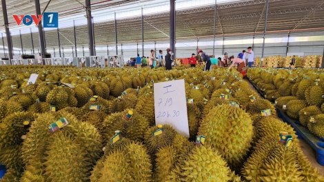Kiểm định chất lượng khắt khe, sầu riêng Việt Nam cần làm gì để giữ lợi thế xuất khẩu?