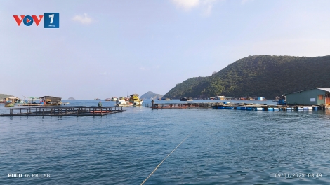 Làm giàu nhờ nuôi cá lồng bè ở biển Tây Nam (17/02/2025)