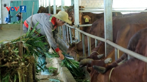 Hướng phát triển nông nghiệp bền vững ở vùng cao Than Uyên