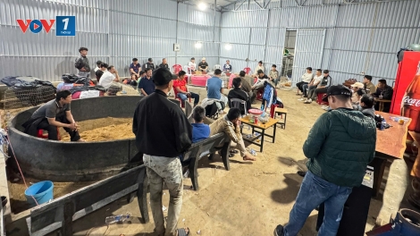 Khởi tố nhiều đối tượng đánh bạc, tổ chức đánh bạc dưới hình thức đá gà