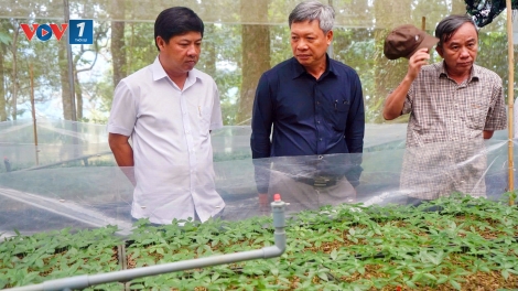 Quảng Nam hoàn thiện Đề án Phát triển Trung tâm công nghiệp dược liệu 