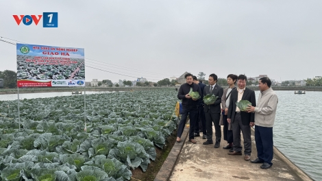 Khuyến nông cùng JICA giúp nông dân làm nông sản sạch