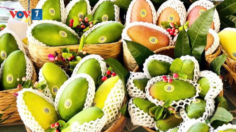 Theo dòng thời sự sáng 7/2/2025: Cấu trúc lại ngành hàng trái cây ĐBSCL- Nông dân, doanh nghiệp song