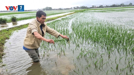 Phú Yên: Hàng ngàn héc ta lúa và hoa màu bị nước lũ nhấn chìm