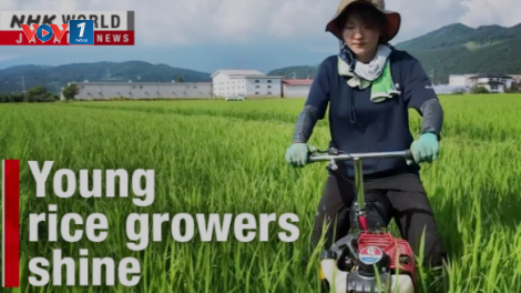Nhật Bản tăng cường thu hút lao động trẻ nhằm phục hồi ngành lúa gạo