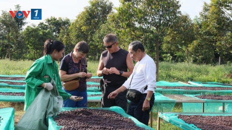 Nâng cao chất lượng nông sản trước quy định của thị trường EU (18/03/2025)
