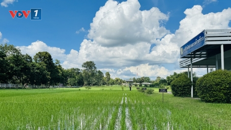 Gạo Thái Lan trước nguy cơ thuế quan tăng cao từ Mỹ