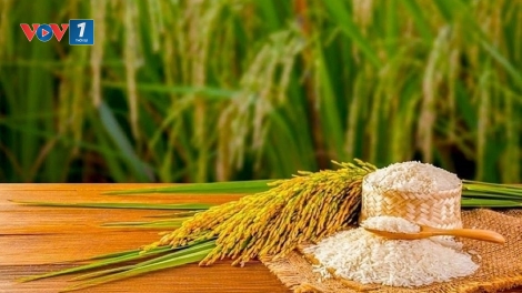 Gạo Việt-gỡ điểm nghẽn để vươn xa”.Bài 3:Con đường từ "hạt ngọc Việt" đến vị thế toàn cầu(15/03/25)