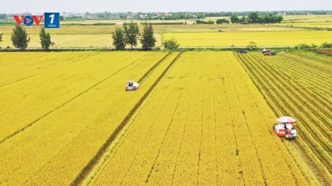 Loạt bài Gạo Việt - gỡ điểm nghẽn để vươn xa. Bài 1: Sản xuất lúa gạo nghẽn từ bên trong (13/3/2025)
