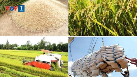 Thời sự 6h 5/3/2025: Thủ tướng chỉ đạo thực hiện các giải pháp đảm bảo cân đối cung cầu lúa gạo