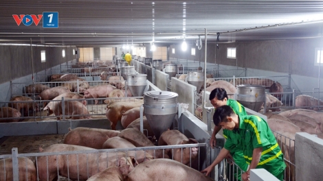 Giải pháp xây dựng vùng chăn nuôi an toàn dịch bệnh (31/03/2025)