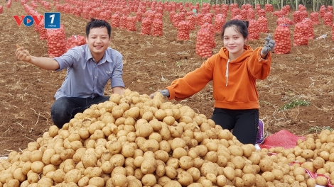 Hợp tác công tư trong nông nghiệp: lợi ích kép cho sản xuất