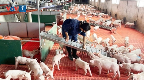 Chăn nuôi lợn: giá tăng, cẩn trọng với dịch bệnh (07/03/2025)