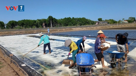 Bến Tre: cơn mưa trái mùa gây thiệt hại lớn đối với nghề làm muối