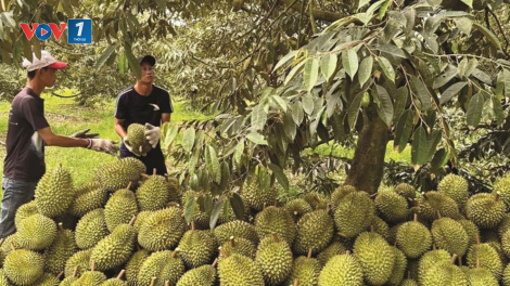 Đắk Lắk nâng cao chất lượng sầu riêng để mở rộng thị trường