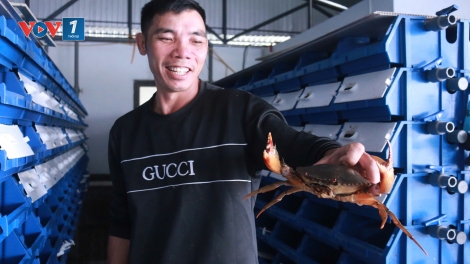 Hà Tĩnh áp dụng mô hình nuôi cua trong hộp cho hiệu quả cao