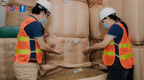 Doanh nghiệp cà phê Đắk Lắk trước áp lực thuế từ Mỹ