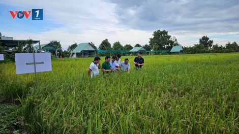 Nông dân ở Đồng Tháp canh tác lúa theo quy trình giảm phát thải khí nhà kính (9/05/2025)