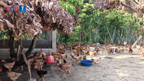 Khắc phục một số ảnh hưởng của nắng nóng đến gia súc, gia cầm (20/05/2025)