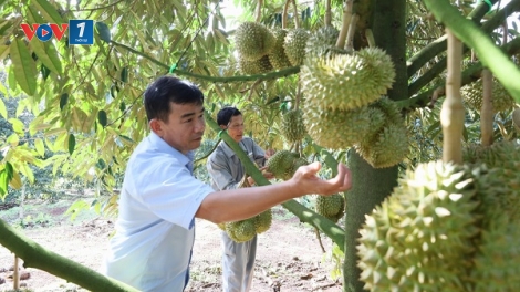 Siết chặt kiểm soát chất lượng sầu riêng, nắm bắt cơ hội xuất khẩu