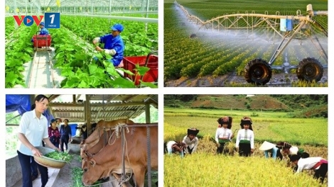 Bảo hiểm nông nghiệp: Điểm tựa cho nhà nông. (10+11/05/2025)