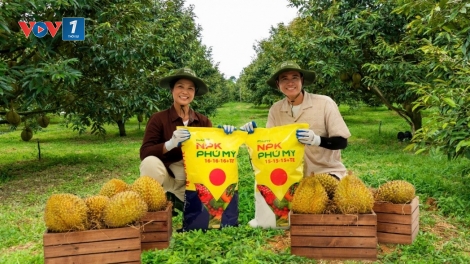Phân bón NPK Phú Mỹ: giải pháp “sạch” Cadimi cho sầu riêng xuất khẩu