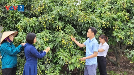 Tân Yên (Bắc Giang): Quảng bá thương hiệu, mở rộng thị trường tiêu thụ vải thiều chín sớm (25/05/202