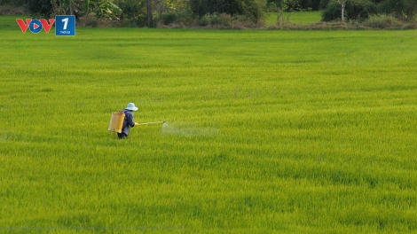 Thay đổi thói quen lạm dụng thuốc hóa học – khó cũng phải làm (29/05/2025)