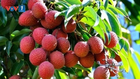 Câu chuyện về một người dám làm trước, dám làm khác