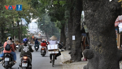 Thành phố Hà Nội di dời, chặt hạ cây xanh phục vụ thi công đường vành đai 1