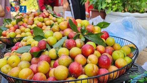 Mận tam hoa – “ cherry Sơn La" đắt hàng dịp nghỉ lễ