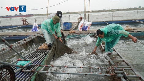 Bắc Ninh: Gương làm giàu từ nghề nuôi cá lồng trên sông Đuống