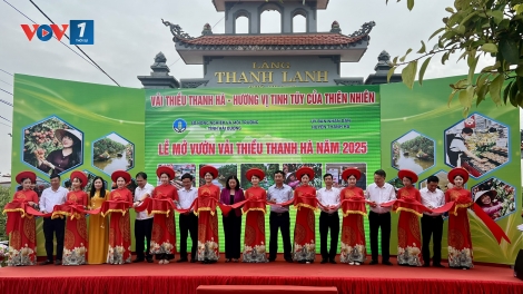 Hải Dương tổ chức Lễ mở vườn vải chín và Hội nghị xúc tiến tiêu thụ vải năm 2025