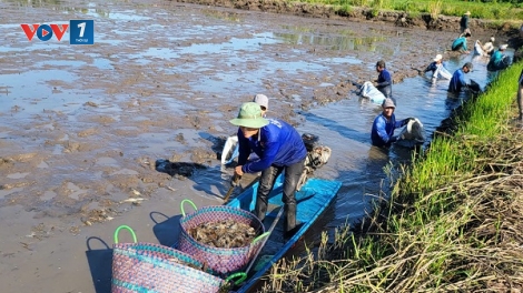 Phát triển thủy sản thích ứng biến đổi khí hậu: Hướng đi "thuận thiên" và hiệu quả