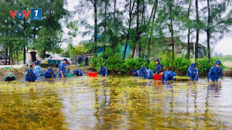 Hải đội 202 giúp dân thu hoạch lúa chín do ảnh hưởng của bão số 1
