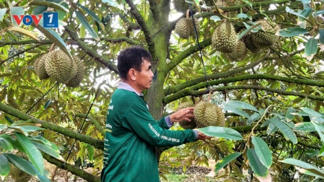 Cần cơ chế phối hợp đồng bộ để phát triển bền vững ngành hàng sầu riêng (03/06/2025)