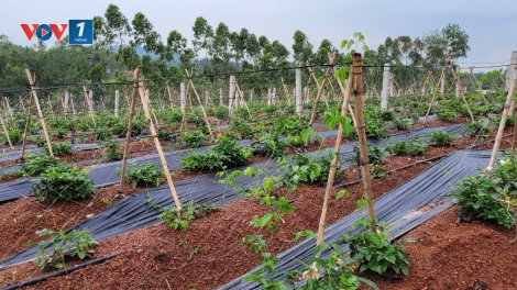 Khơi dậy tiềm năng cây sâm quý núi Dành, Bắc Giang (05/06/2025)