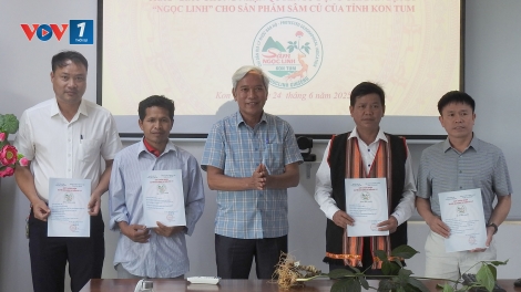 Kon Tum cấp chỉ dẫn địa lý “Ngọc Linh” sản phẩm sâm củ